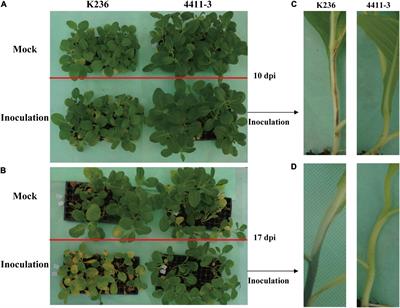 Comparative Transcriptome Profiling Reveals Defense-Related Genes Against Ralstonia solanacearum Infection in Tobacco